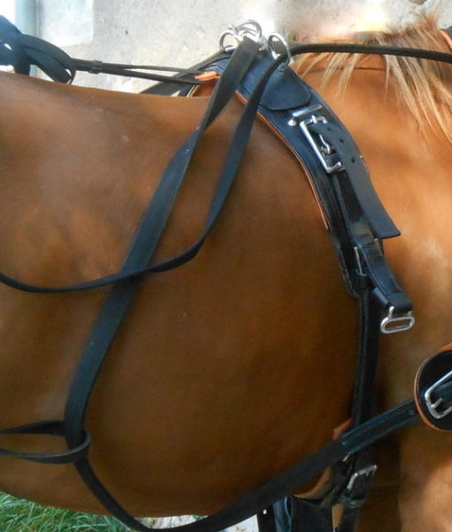 JINGBA Cheval Plastron Double LED de Cheval Harnais en Nylon Nuit Équipement  Visible équitation Cheval de Course Ceinture Equitation (Color : Blue) :  : Sports et Loisirs