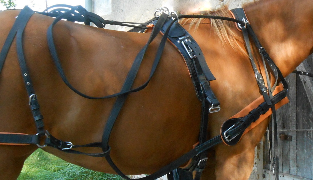 JINGBA Cheval Plastron Double LED de Cheval Harnais en Nylon Nuit Équipement  Visible équitation Cheval de Course Ceinture Equitation (Color : Blue) :  : Sports et Loisirs